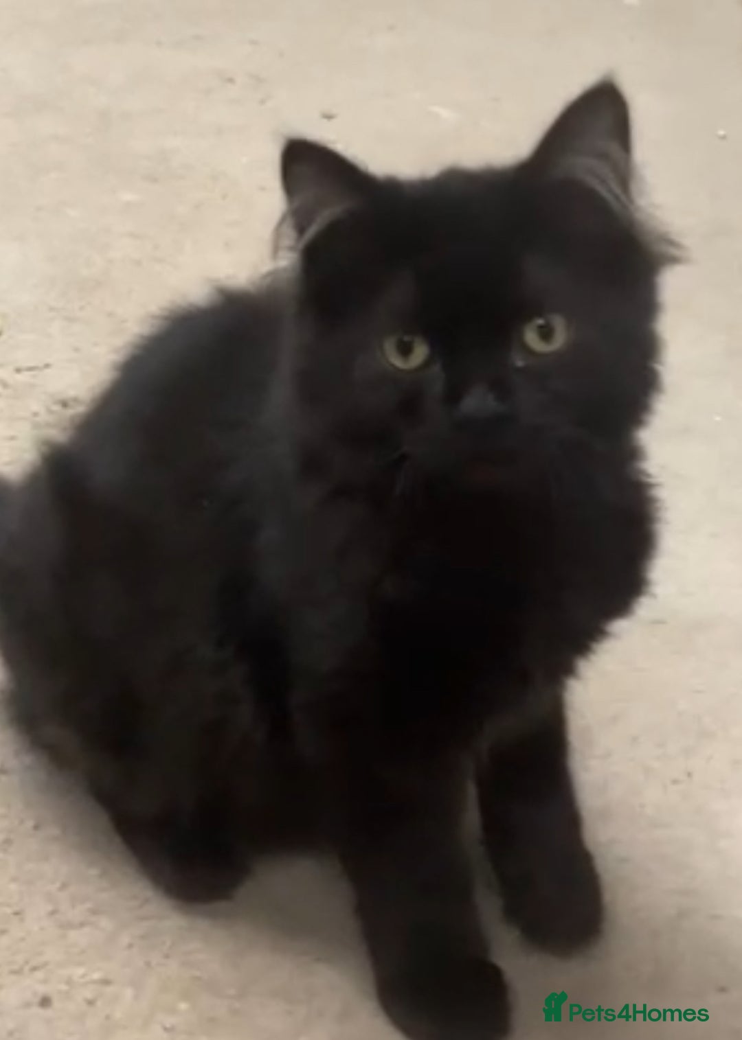 Persian cats for sale: Spanish import - Outstanding kittens available - Image 8