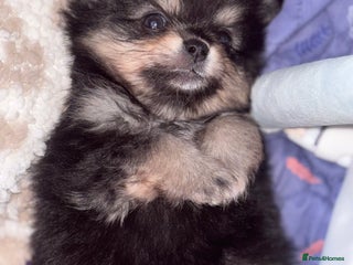 Pomchi dogs - Advert 3