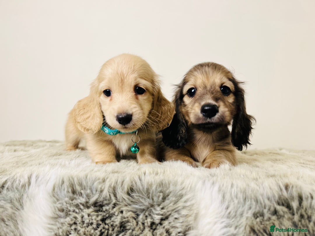 Miniature Dachshund dogs for sale: Cream Long Haired - Ready now! Boys and Girls  - Image 12