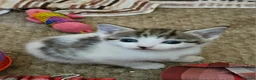 Mixed Breed cats for sale: 4 Mixed Breed Kittens  - Advert 5