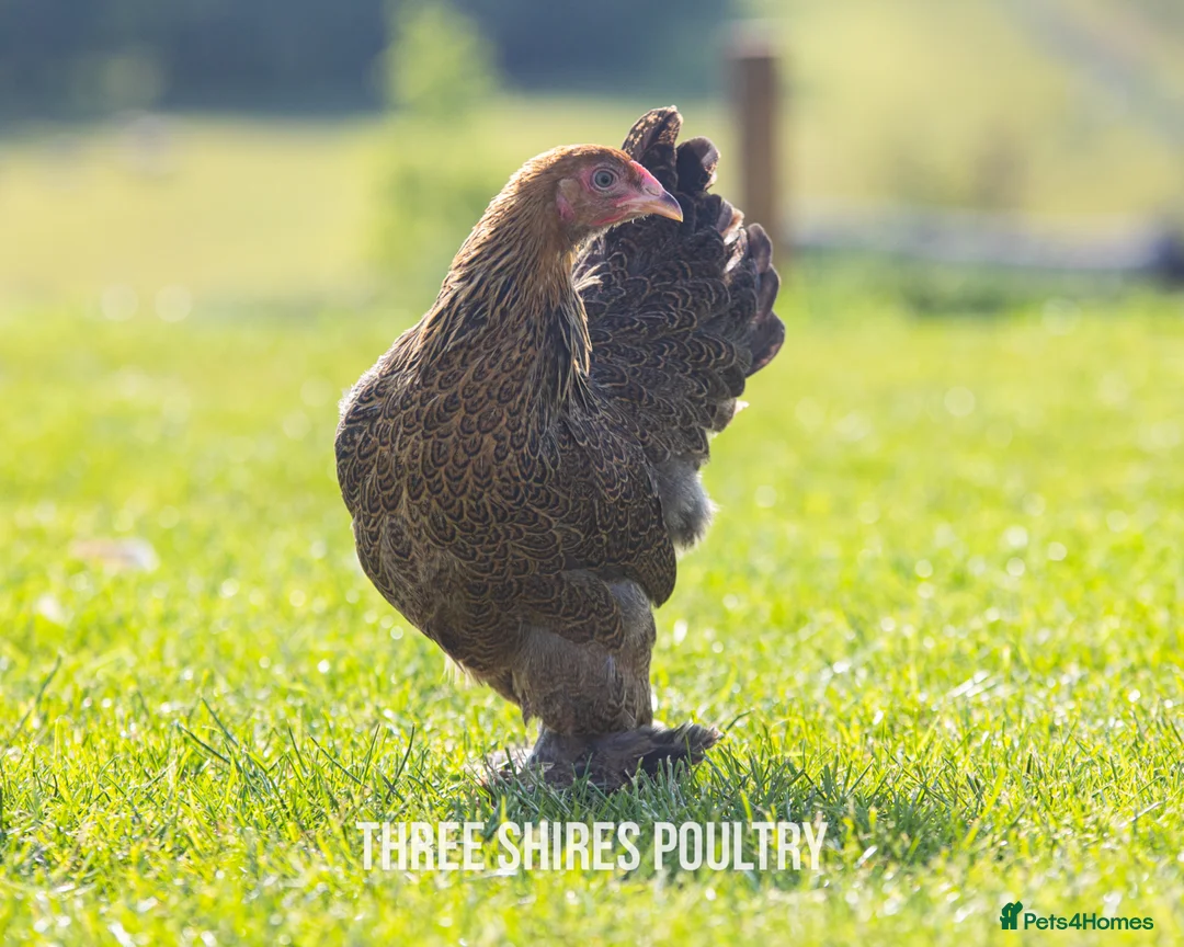 Chickens poultry for sale: Large Brahma - Advert 2