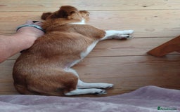 Mixed Breed dogs for adoption: Rielle - Image 3