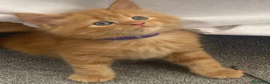 Maine Coon 1