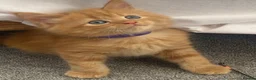 Maine Coon cats for sale: Beautiful Maine coon cross - Advert 3
