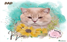 British Shorthair cats for sale: GCCF REGISTERED BRITISH SHORTHAIR KITTENS  - Image 17