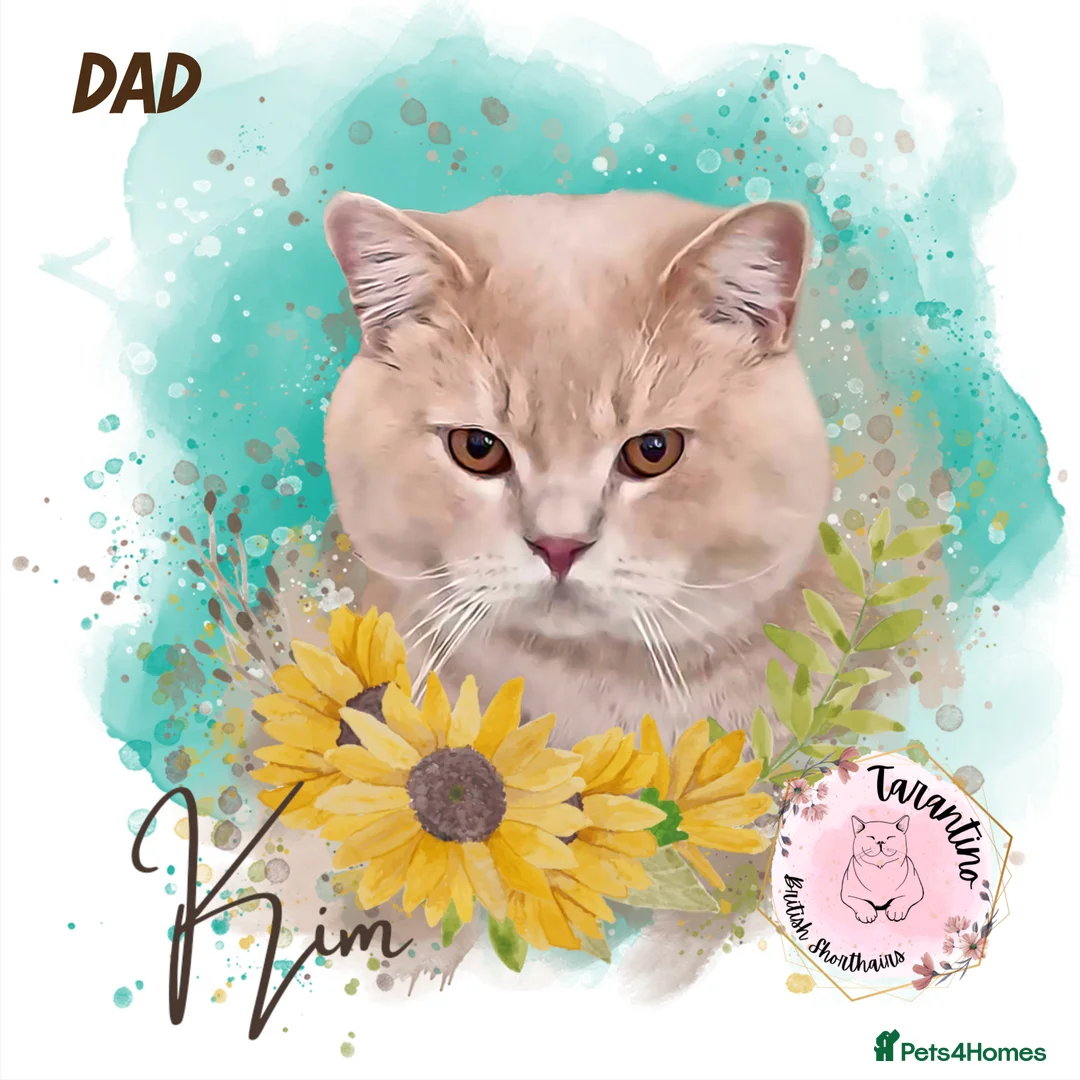 British Shorthair cats for sale: GCCF REGISTERED BRITISH SHORTHAIR KITTENS  - Advert 11