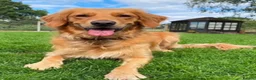 Golden Retriever dogs for sale: KC Reg Golden Retriever Puppies Health Tested  - Advert 9