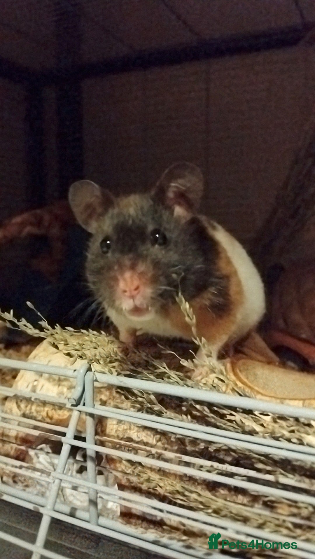 Hamster rodents 🐹 Female Syrian Hamster available for adoption🐹 - Advert 11