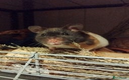 Hamster rodents for sale: 🐹 Female Syrian Hamster available for adoption🐹 - Advert 1