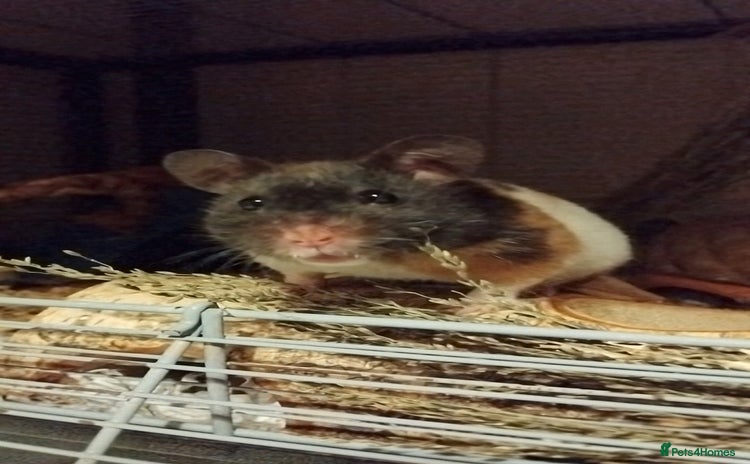 Hamster rodents 🐹 Female Syrian Hamster available for adoption🐹 - Advert 1