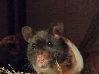 Hamster rodents 🐹 Female Syrian Hamster available for adoption🐹 - Advert 11