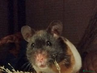 Hamster rodents 🐹 Female Syrian Hamster available for adoption🐹 - Advert 9