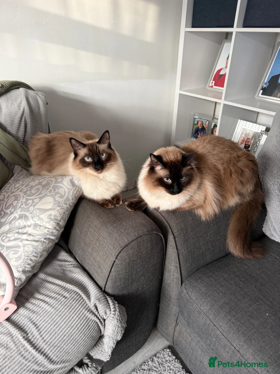 Ragdoll cats for sale: Stunning 18month old brother MUST BE KEPT TOGETHER in Orpington - Advert 1