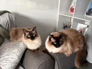 Ragdoll cats Stunning 18month old brother MUST BE KEPT TOGETHER - Advert 2