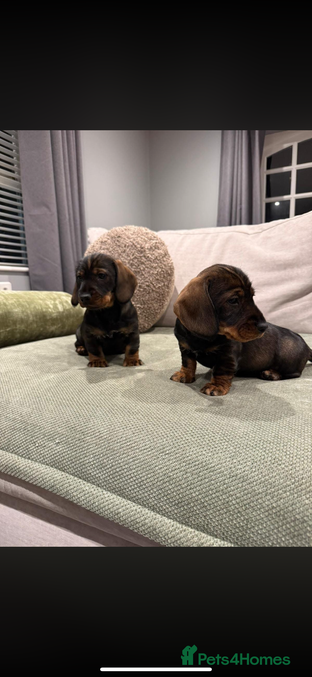 Dachshund dogs Dachshund puppies - Advert 2