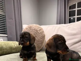 Dachshund dogs Dachshund puppies - Advert 3