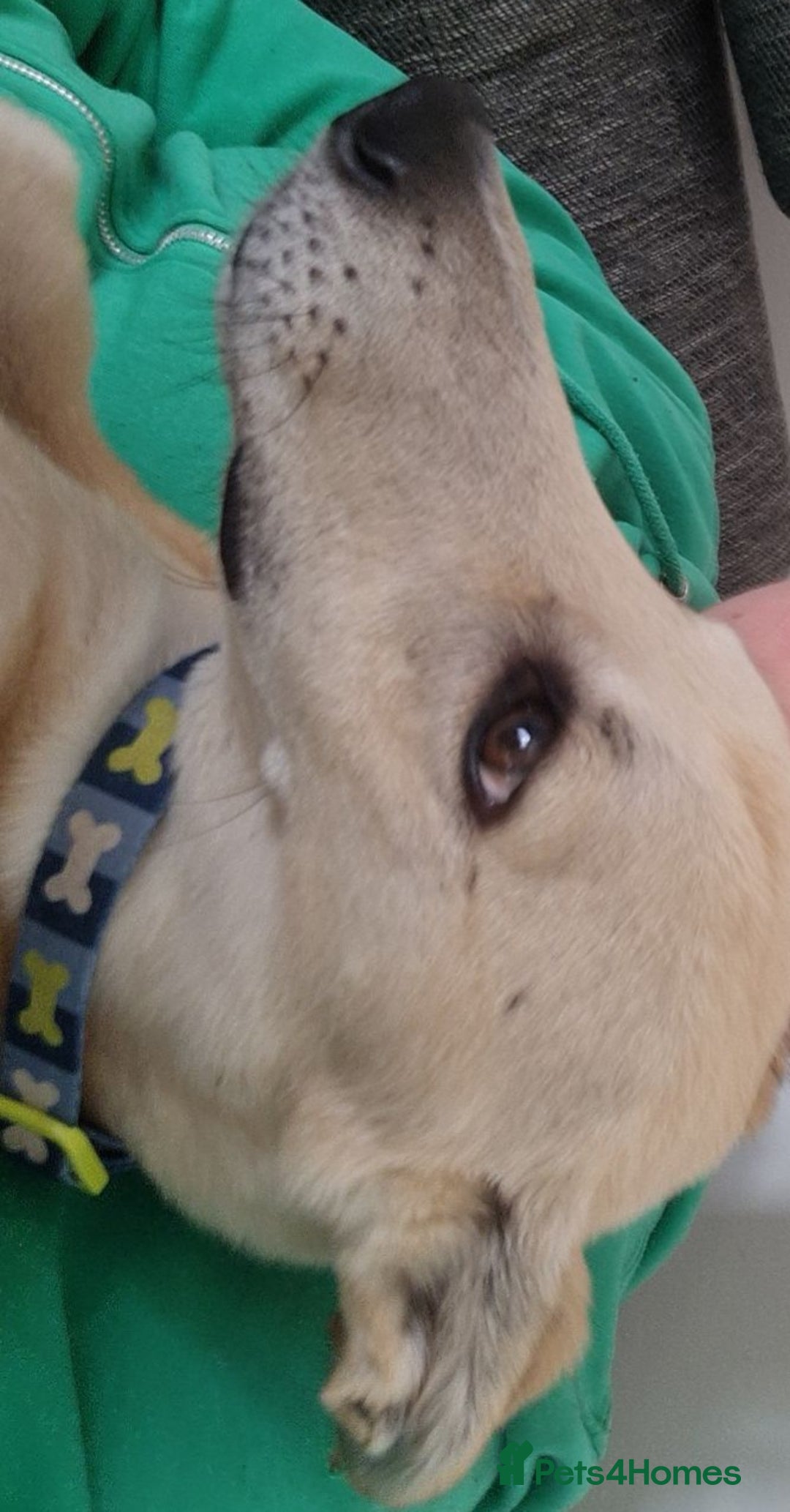 Mixed Breed dogs for sale: Beautiful lurcher x saluki - Image 3