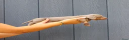 Miniature Dachshund dogs for sale: Stunning Health Tested Miniature Daxie Pups - Advert 4