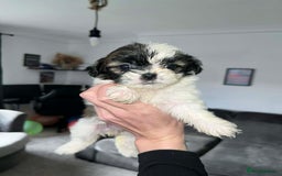 Zuchon dogs for sale: Bichon x Westie x Shih zu  - Advert 5