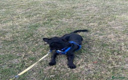 Sprocker dogs for sale: Charlie an energetic and friendly boy.  - Image 9