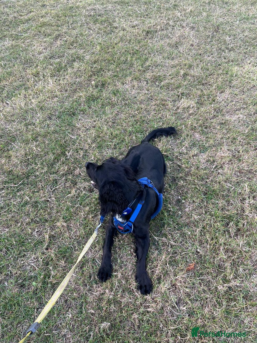 Sprocker dogs for sale: Charlie an energetic and friendly boy.  - Image 9