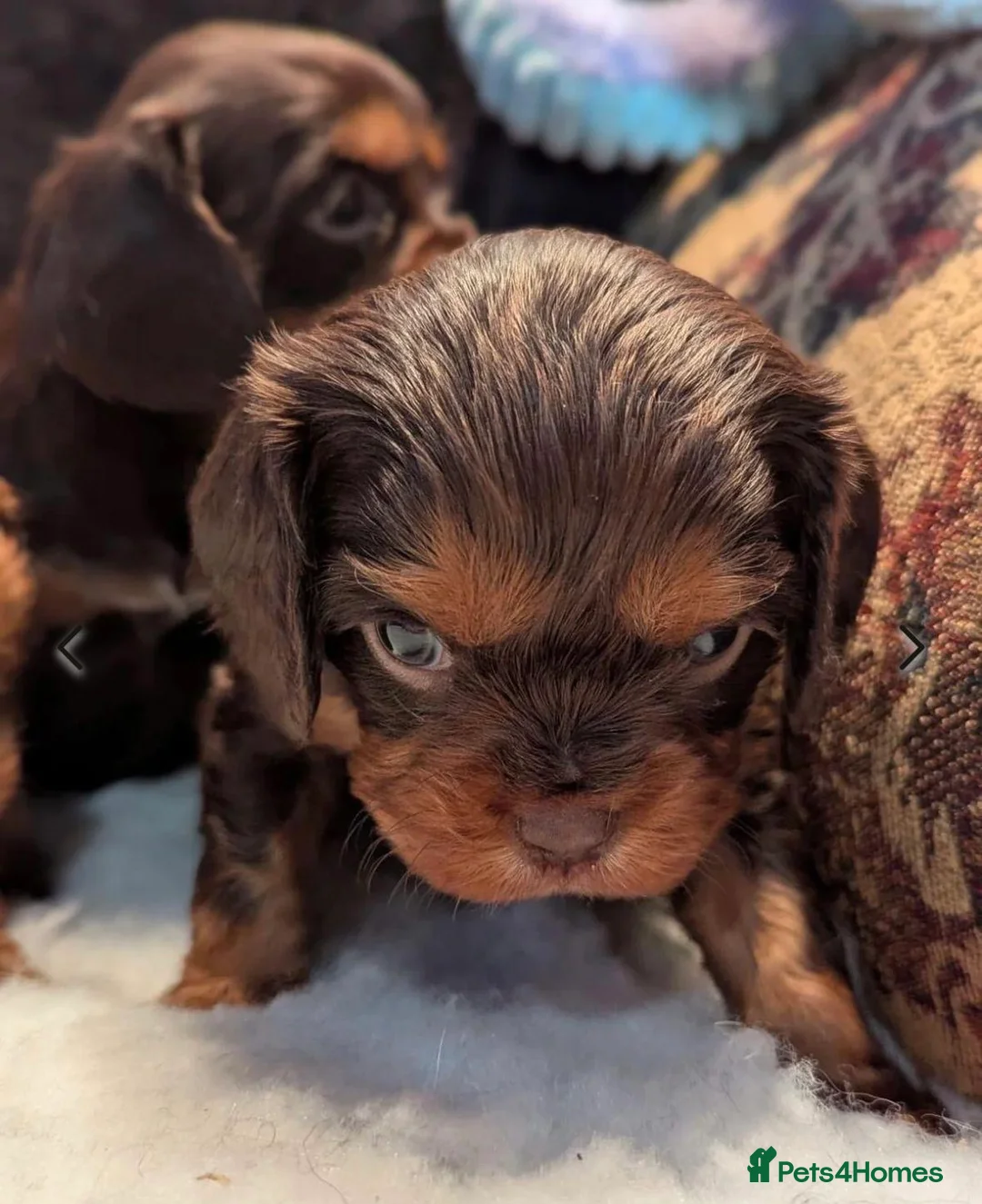 Cavalier King Charles Spaniel dogs for stud: Fully health tested Chocolate&Tan Cavalier  Stud - Advert 13