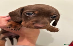 Dachshund dogs for sale: 5 stunning Dachshund puppies - Image 5