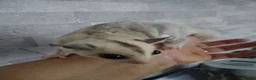 Sugar Glider rodents for sale: Stunning baby sugar gliders  - Advert 23