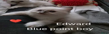 Ragdoll Kitten 1