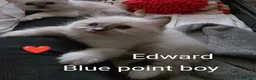 Ragdoll cats for sale: GCCF registered pedigree ragdoll kittens for sale  - Advert 13