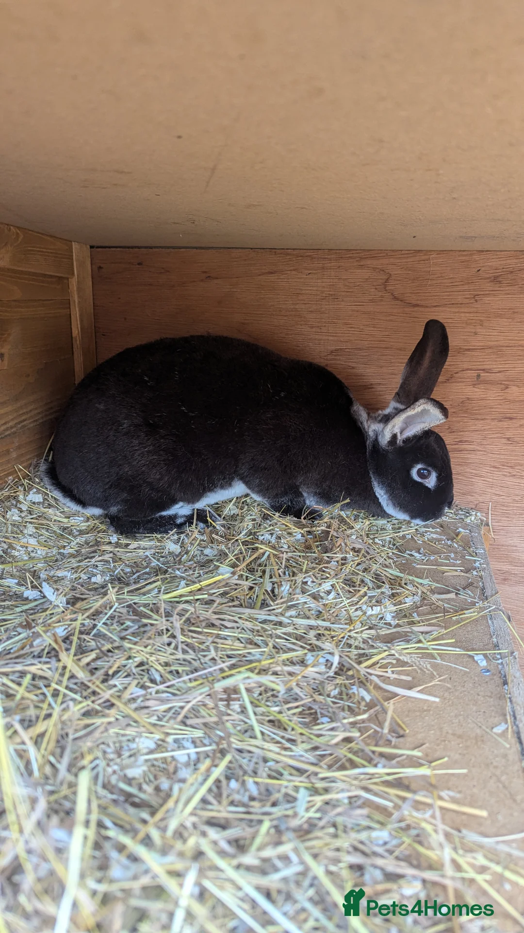 Rex rabbits for sale: 3 Rabbits - 2 x Velvet Rex, 1 x New Zealand White - Advert 2