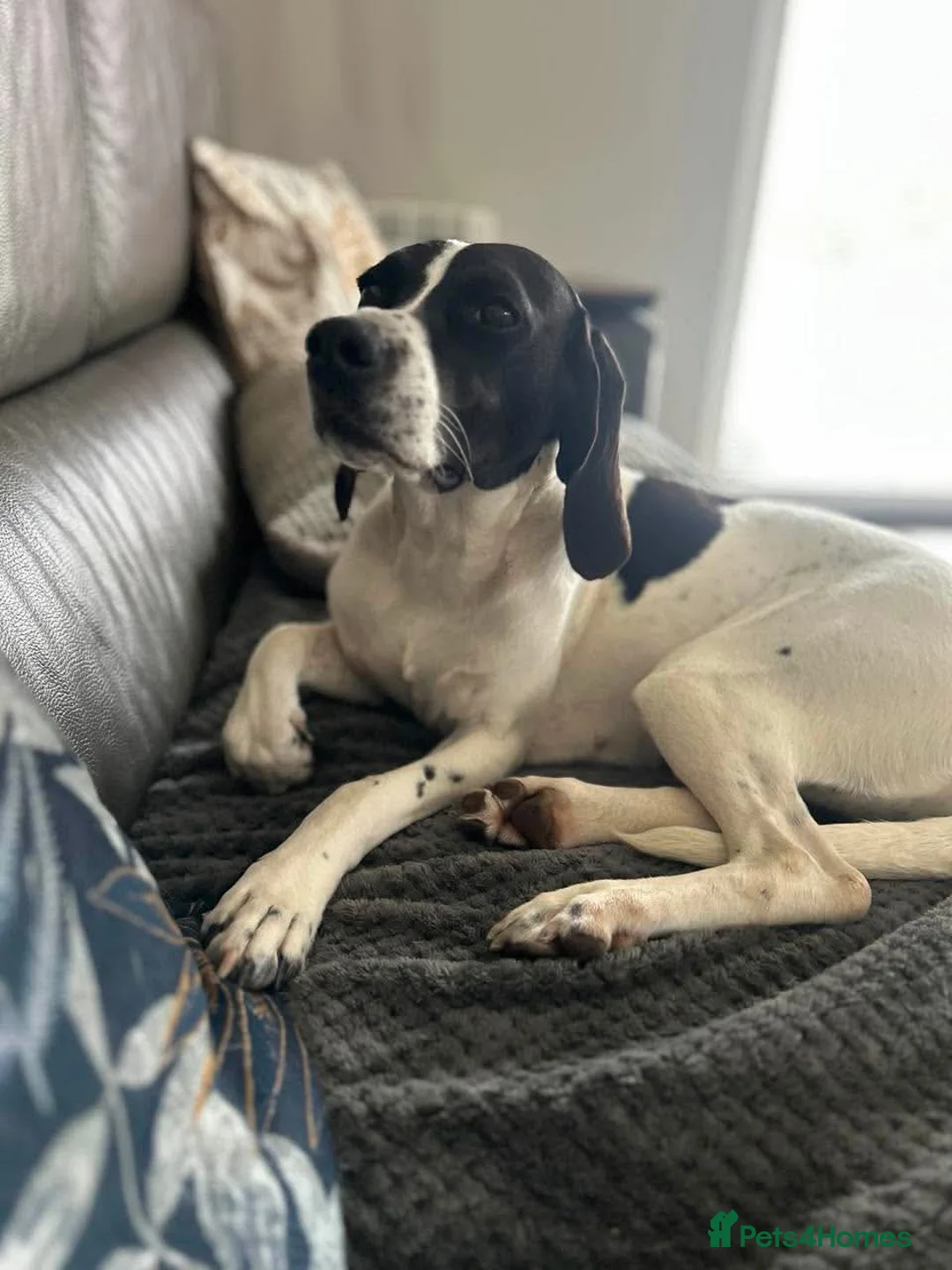 Mixed Breed dogs for adoption: Sally The Gentle Soul Waiting for Her Happy Ending in Iver - Advert 1