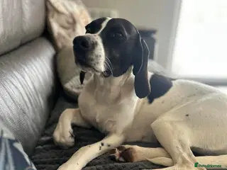 Mixed Breed dogs Sally The Gentle Soul Waiting for Her Happy Ending - Advert 1