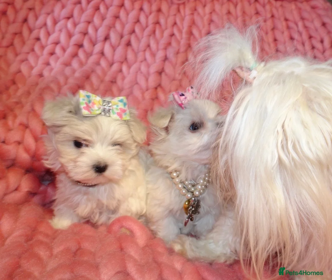 Maltese dogs for sale: ****Exquisite KC Registered Maltese Boy Puppy****  - Advert 28
