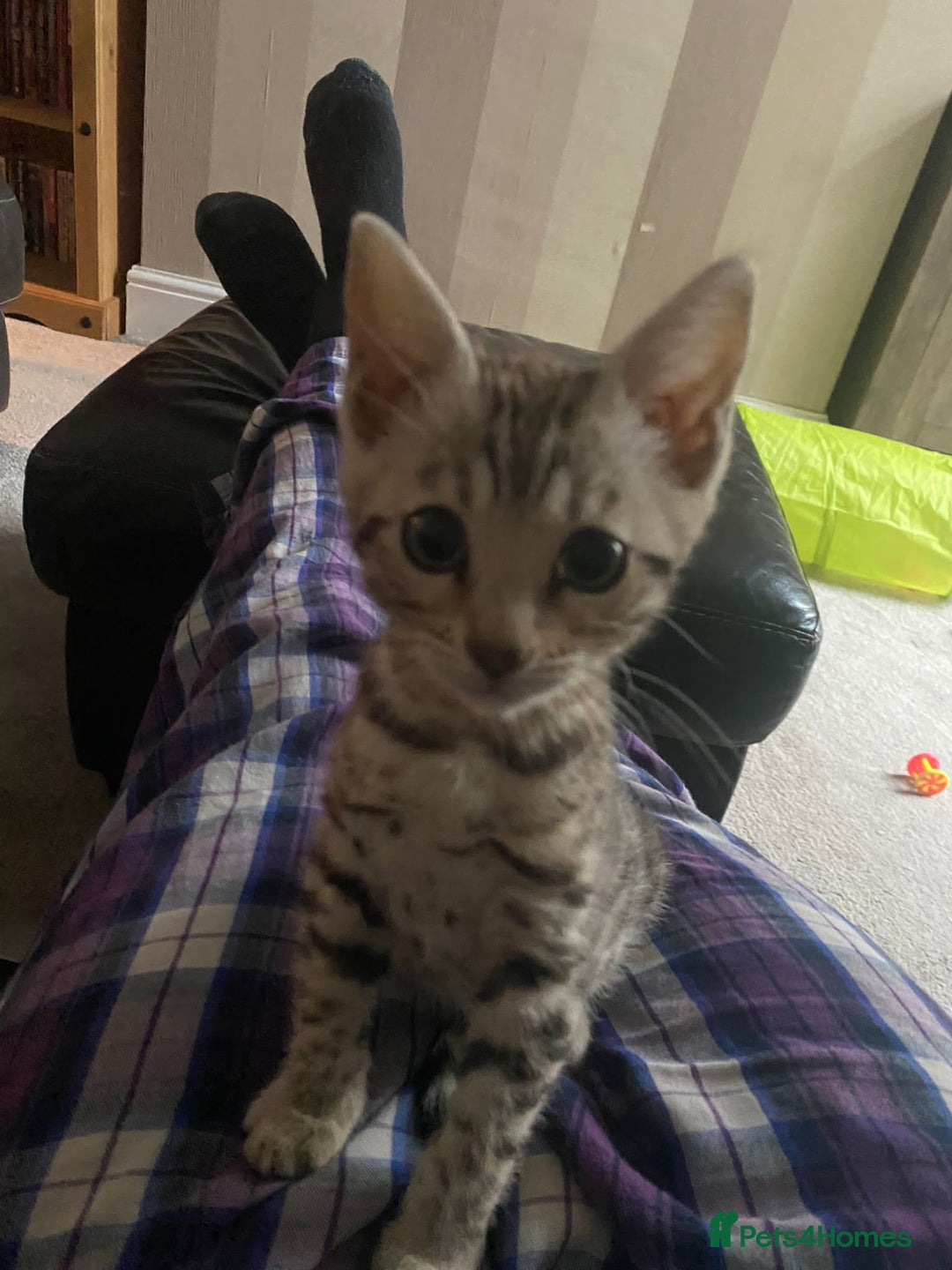 Bengal cats for stud: Stunning Male Bengal Stud 🌟TICA REGISTERED🌟 in Wolverhampton - Image 8