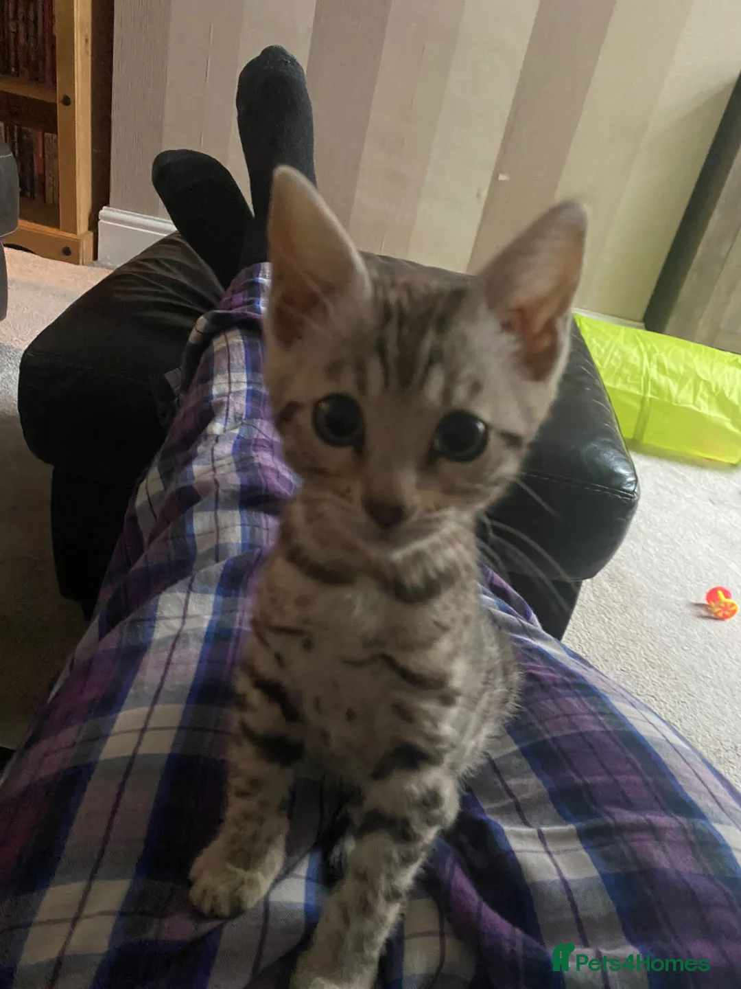 Bengal cats for stud: Stunning Male Bengal Stud 🌟TICA REGISTERED🌟 in Wolverhampton - Advert 8