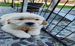 Golden Retriever dogs for sale: Litter of Golden Retriever Puppies Ready Now. - Image 2