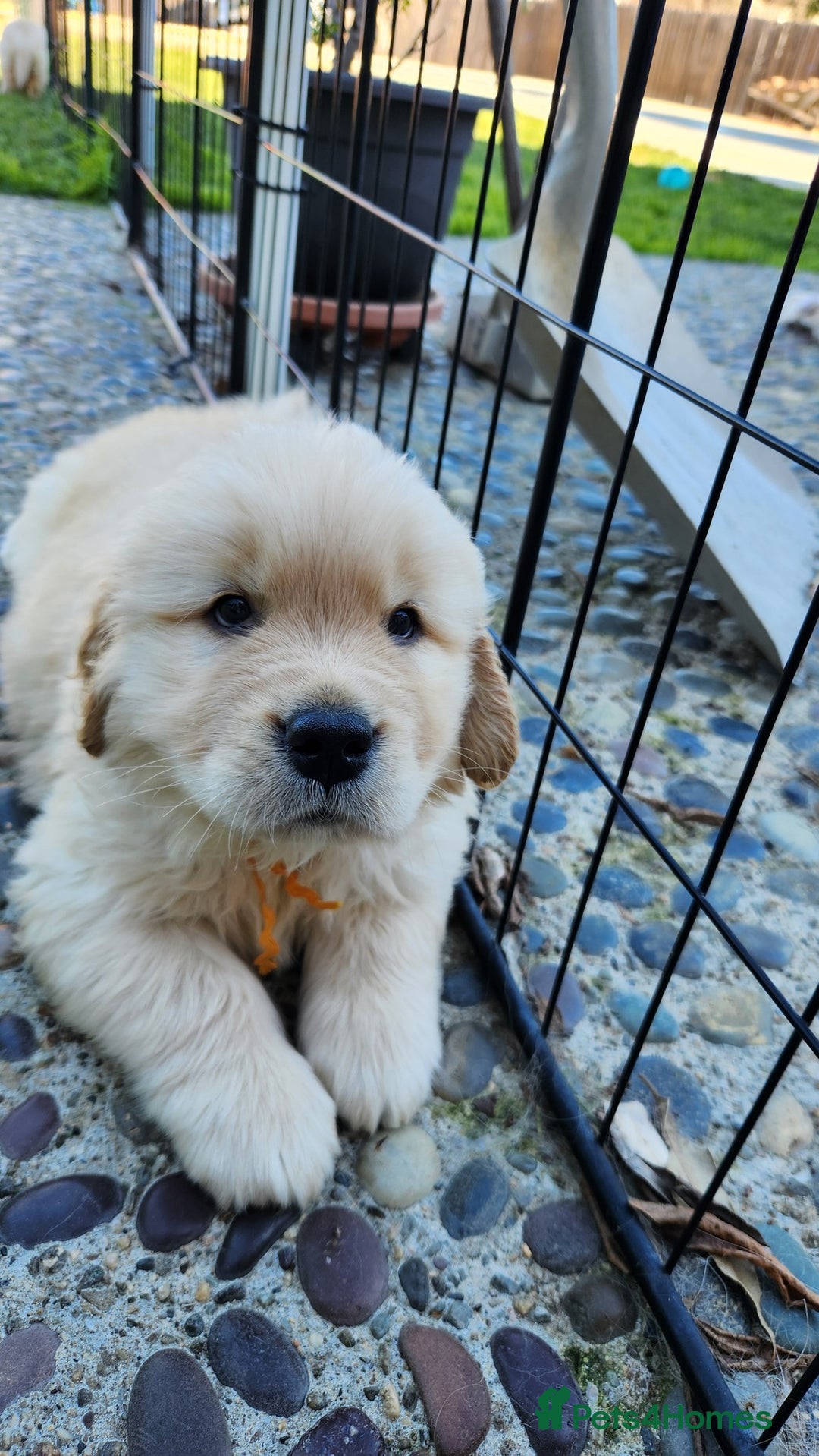 Golden Retriever dogs for sale: Litter of Golden Retriever Puppies Ready Now. - Image 2