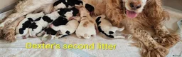 Cocker Spaniel dogs for stud: Show type cocker spaniel  - Advert 3