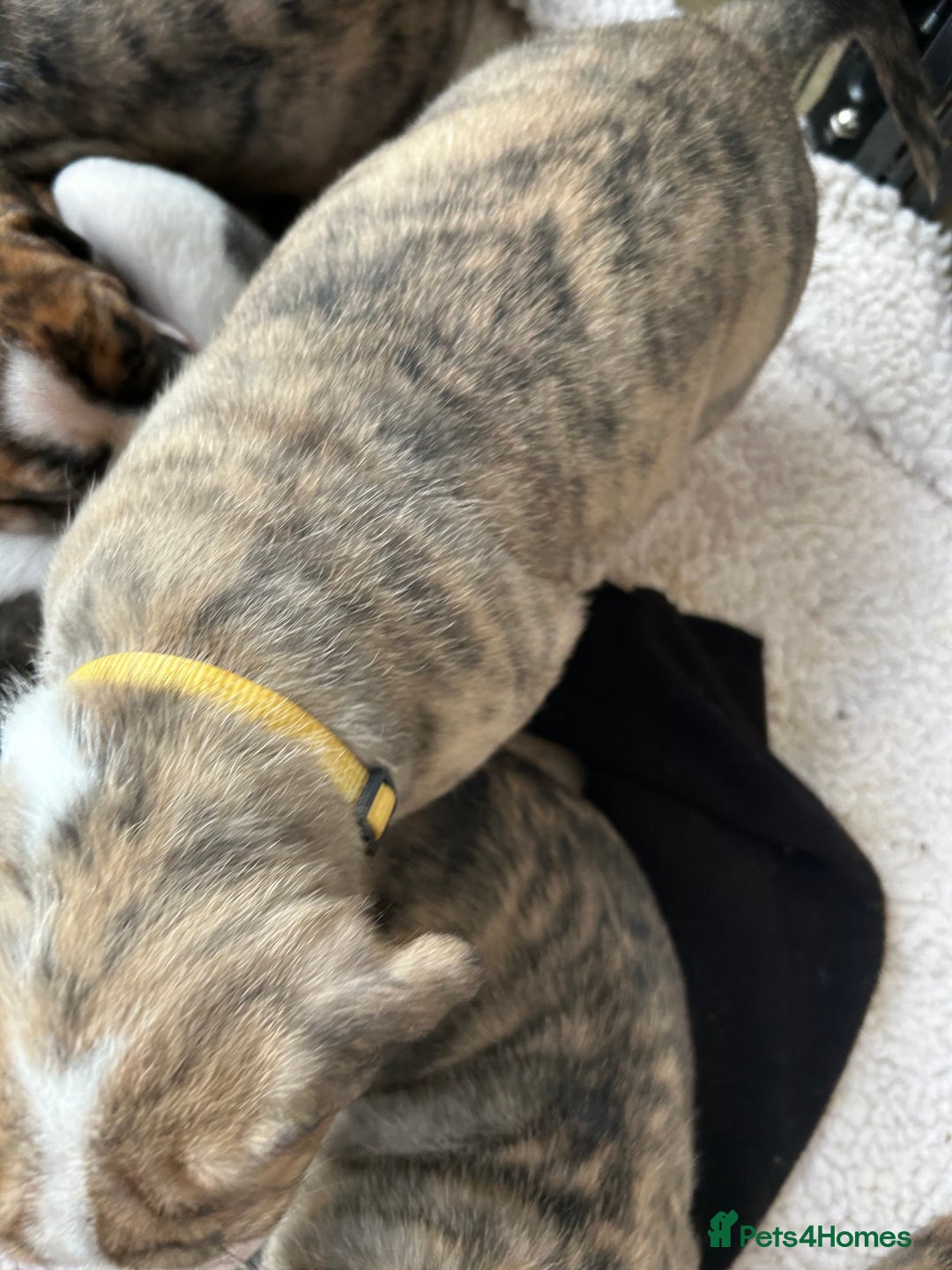 Mixed Breed dogs for sale: American Bulldog Puppies – Child & Cat Friendly - Advert 9