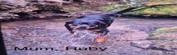 Rottweiler dogs for sale: Champion Bloodline Rottweiler Puppies in Colchester - Advert 4