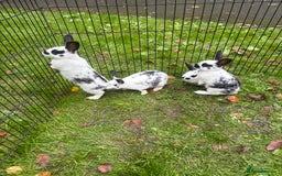 Rex rabbits for sale: Beautiful friendly babies - Image 2