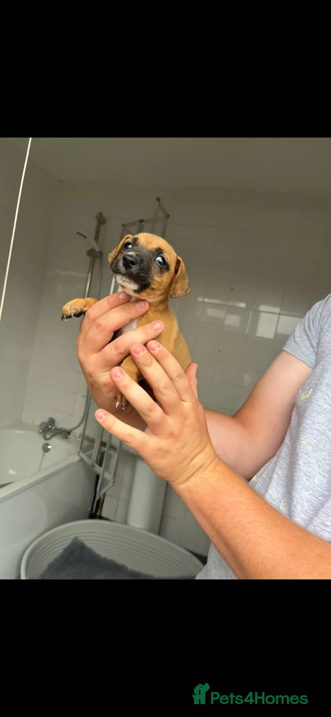 Jack Russell dogs for sale: Jack tussle puppies  in Maldon - Advert 8