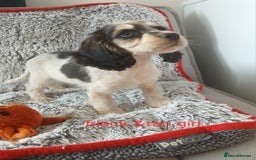 Cocker Spaniel dogs for sale: Health tested small cocker spaniels  - Image 3