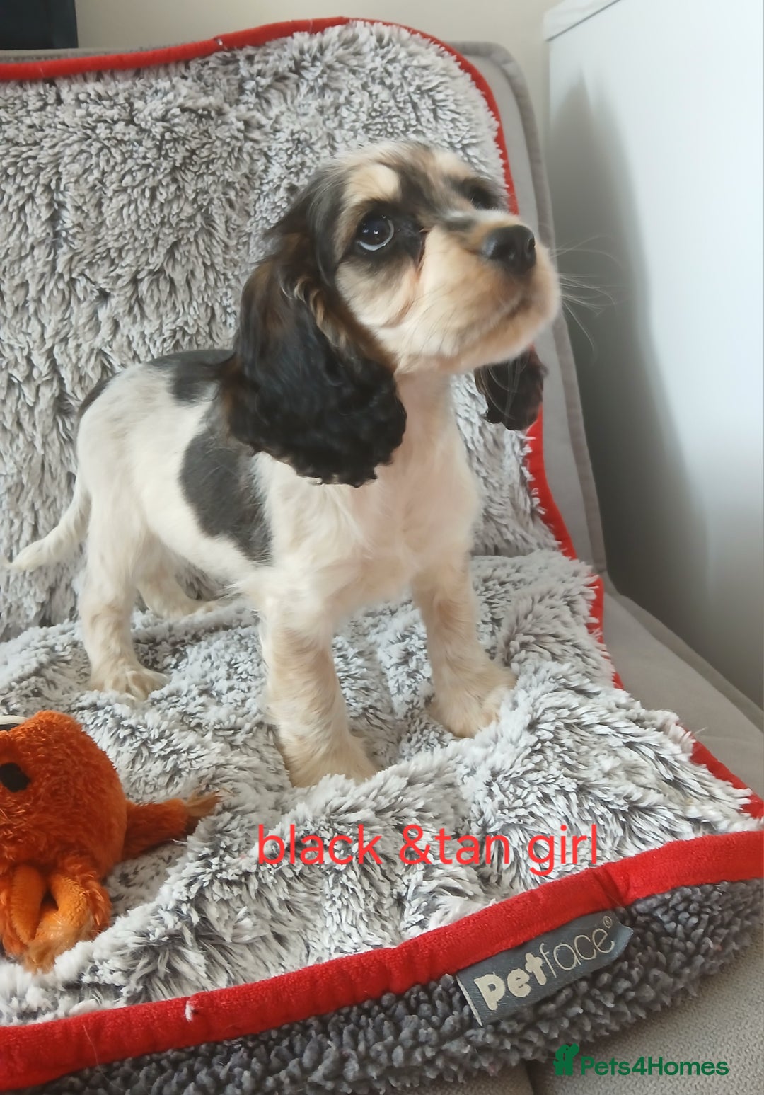 Cocker Spaniel dogs for sale: Health tested small cocker spaniels  - Image 3