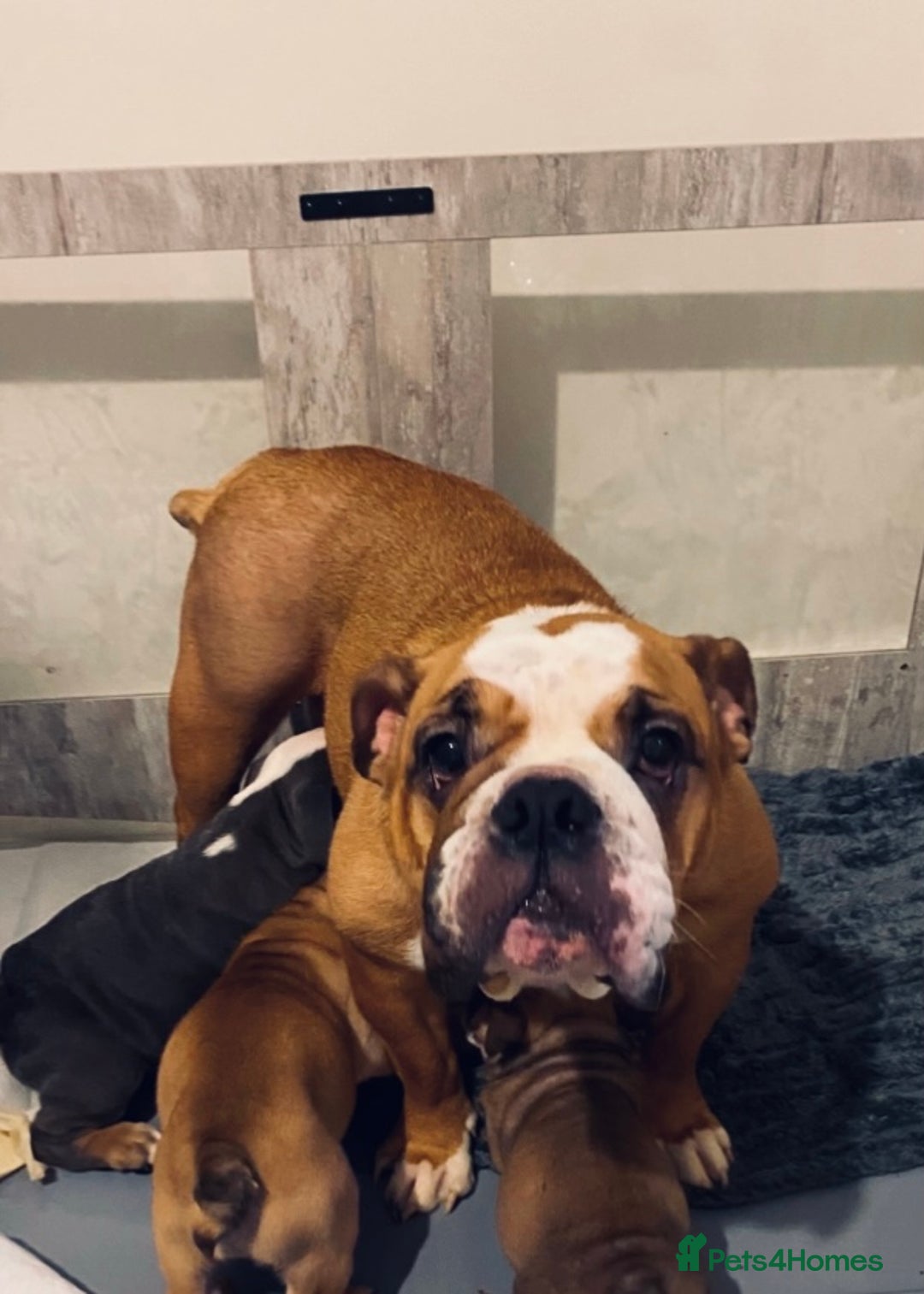 English Bulldog dogs for sale: Pedigree English bulldogs top-lines (7 weeks old)  - Image 20