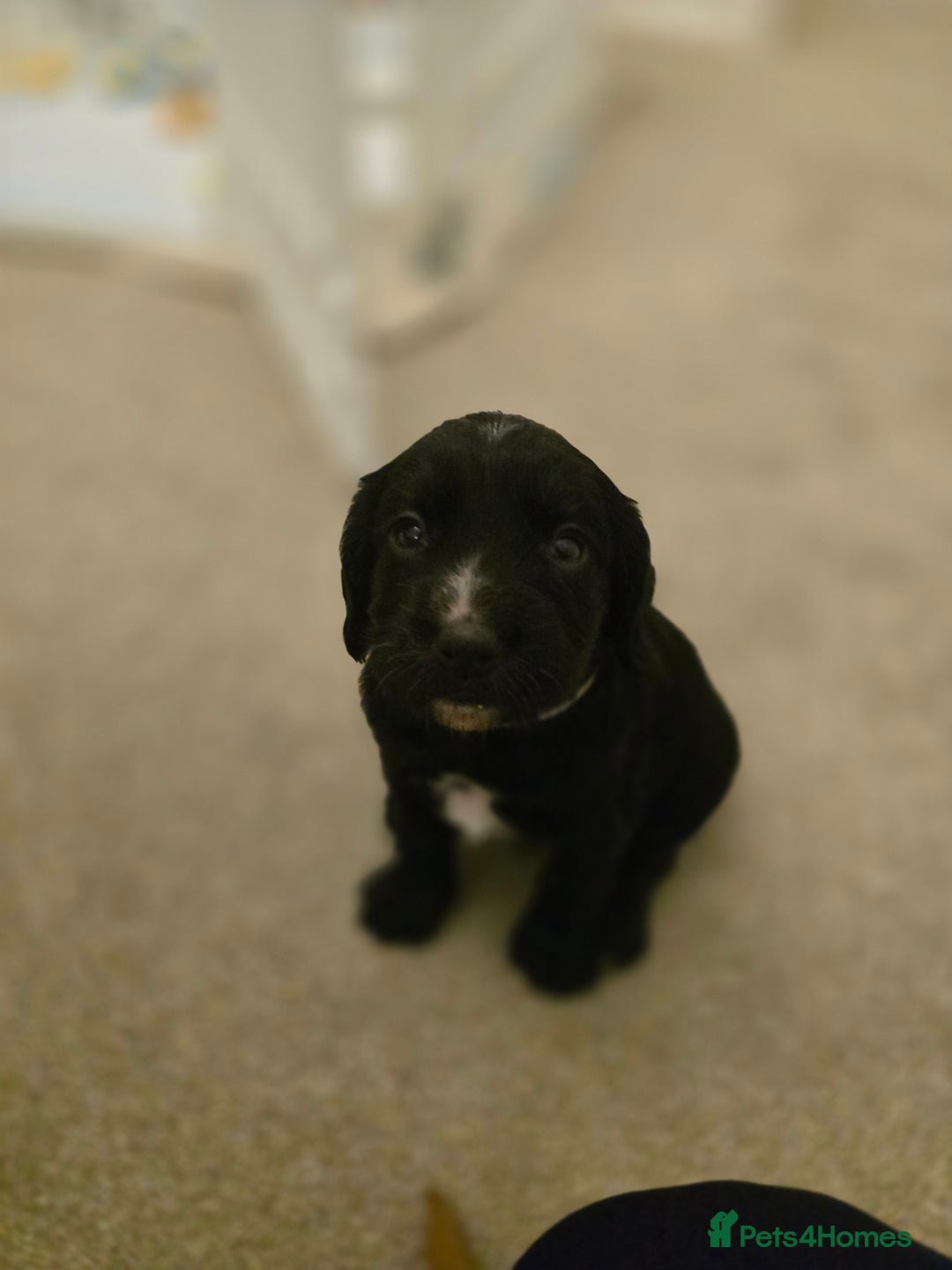 Cocker Spaniel dogs for sale: Working cocker spaniel males  - Advert 5