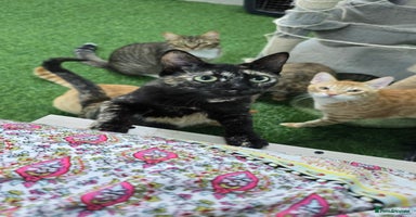 Mixed Breed cats - Advert 2