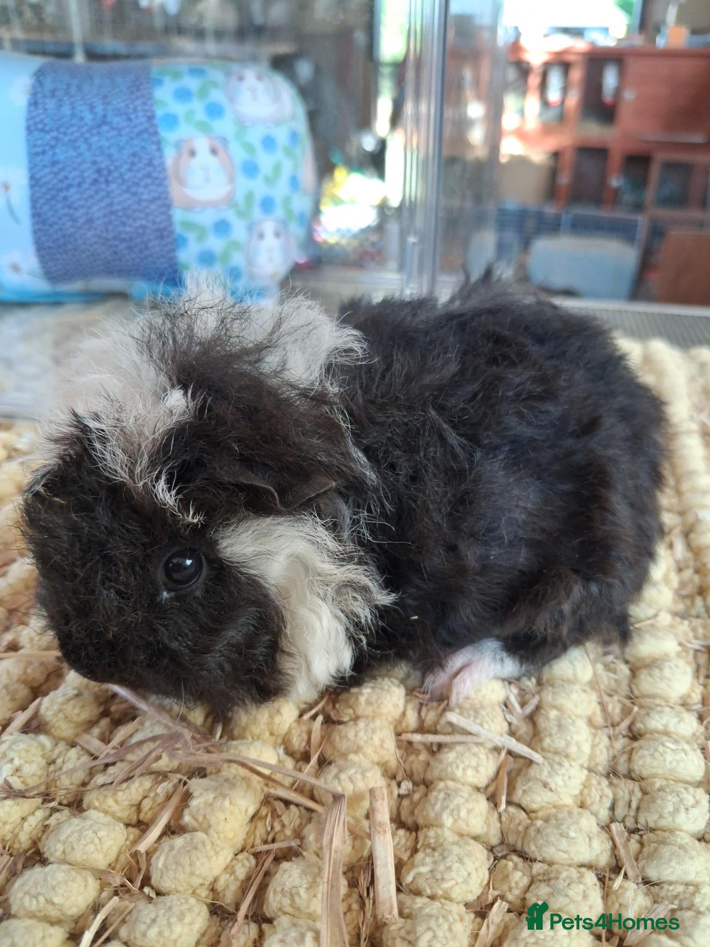 Guinea Pig rodents Georgous long haired Texel & Merino guinea pigs - Advert 1