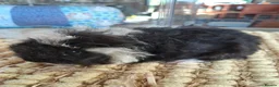 Guinea Pig rodents for sale: Georgous long haired Texel & Merino guinea pigs - Advert 1
